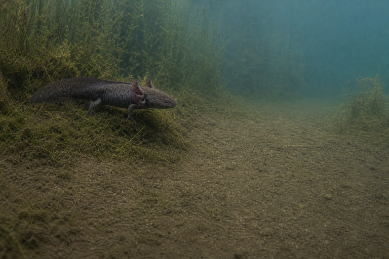 Wild Mexican axolotl in its underwater habitat